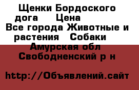 Щенки Бордоского дога.  › Цена ­ 30 000 - Все города Животные и растения » Собаки   . Амурская обл.,Свободненский р-н